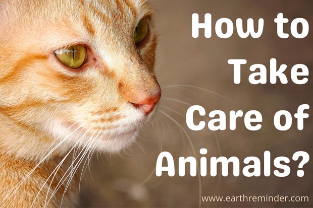 how-to-take-care-of-animals