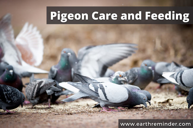pigeon-care-and-feeding