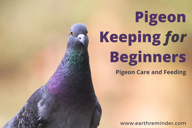 Pigeon Care – Ae James