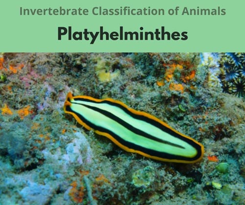 Platyhelminthes-Invertebrate