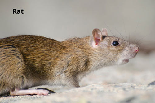 Rats-smartest-animals