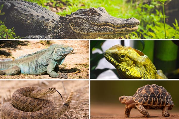 Reptiles-in-animals-classification