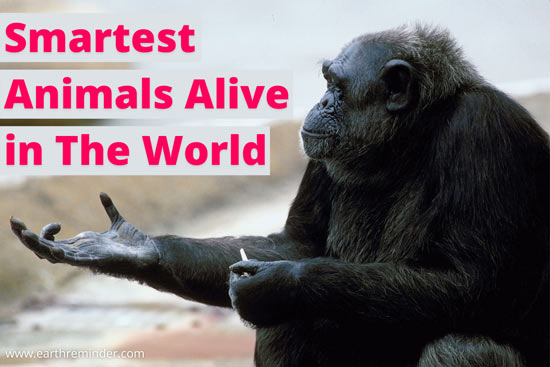 Top 10 Smartest Animals Alive in The World | Earth Reminder Top 10 Smartest Animals Alive in The World | Earth Reminder
