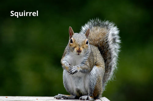 smartest-animals-squirrel