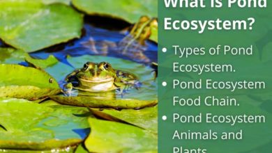 what-is-pond-ecosystem