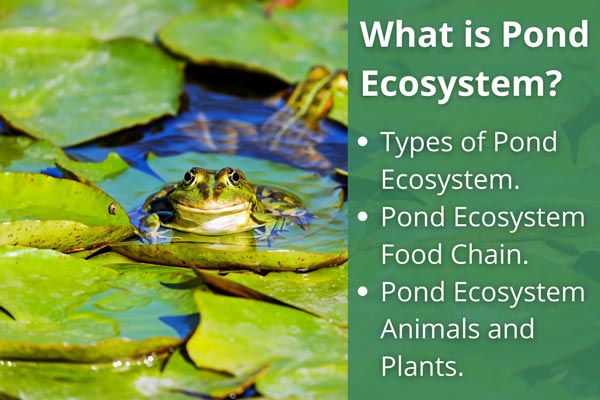 Pond ecosystem graphic | Ecosystems, Ecosystems projects, Science and nature