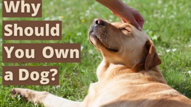 why-should-you-own-a-dog