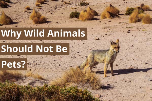 why-wild-animals-should-not-be-pets