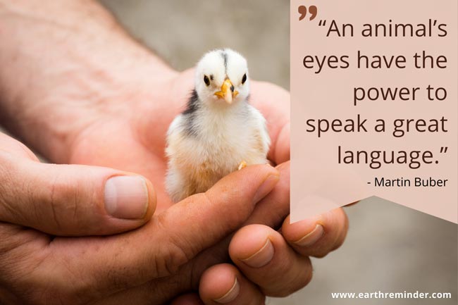 animal-welfare-and-rights-care-quote