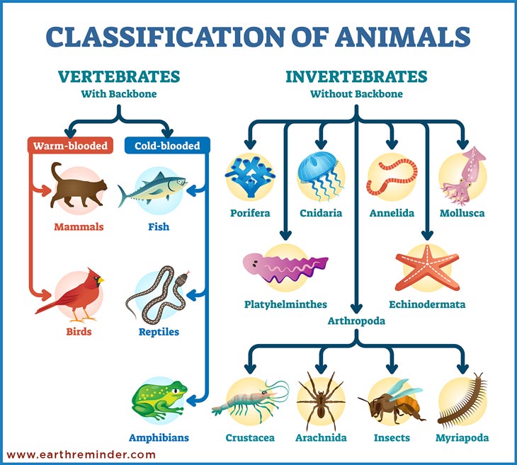One sentence Abnormal holy What Are the Classification of Animals? | Earth Reminder