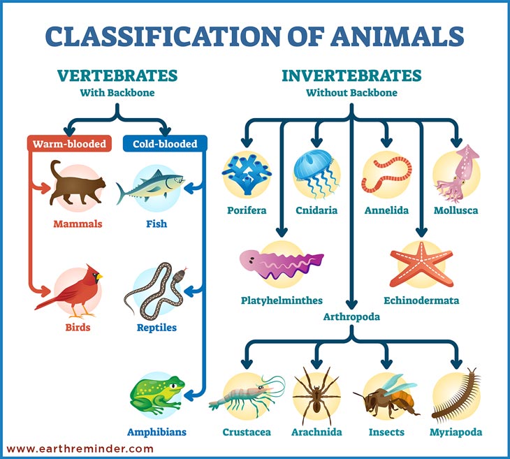 Classification Of Vertebrates Animals Scheme Ph