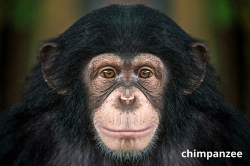 Smart-animal-chimpanzees
