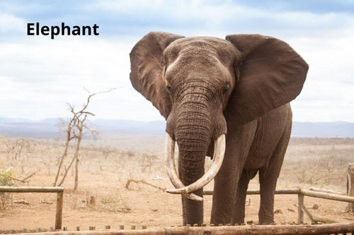 smart-animals-alive-elephants