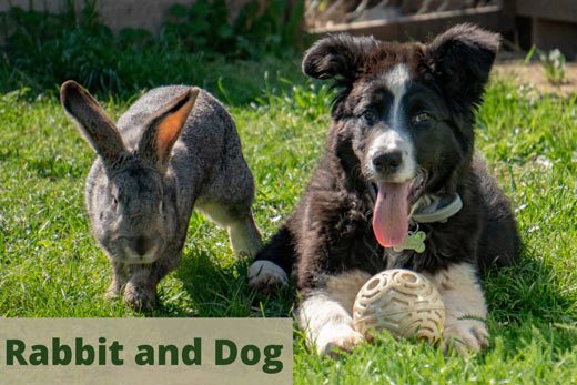 How Can You Take Care of Animals? - Earth Reminder How Can You Take Care of Animals? - Earth Reminder