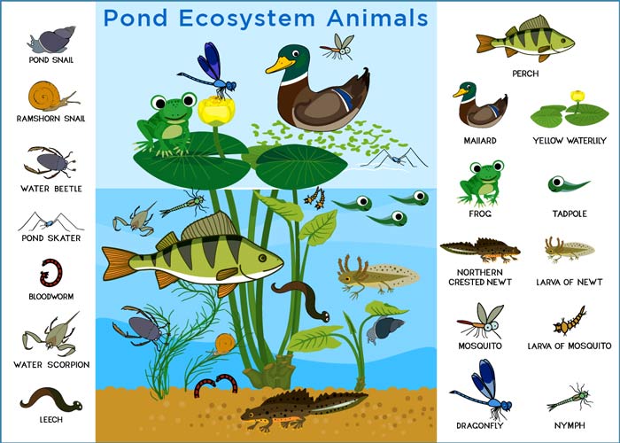 Pond Ecosystem: Types, Food Chain, Animals and Plants | Earth Reminder