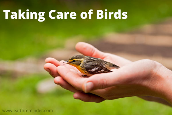 taking-care-of-birds
