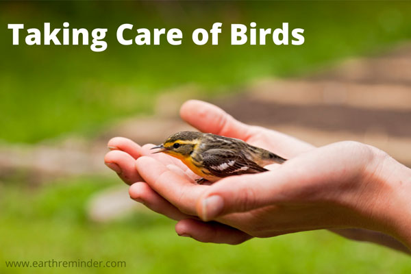 How Can You Take Care of Animals? - Earth Reminder How Can You Take Care of Animals? - Earth Reminder