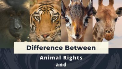 difference-between-animal-rights-and-animal-welfare