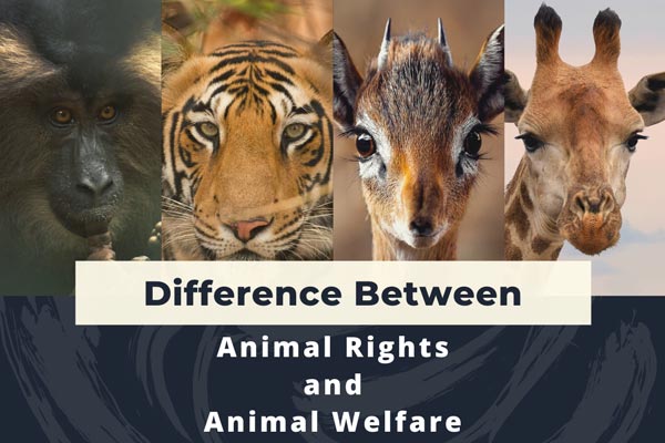 Difference Between Animal Rights and Animal Welfare | Earth Reminder