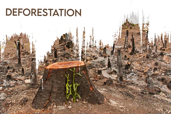 slash and burnt forest trees causing environmental damage