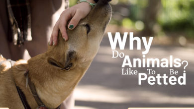 why-do-animals-like-to-be-pets