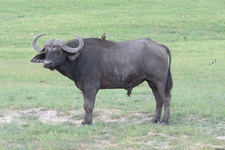African Buffalo standing and bird sitting on its back