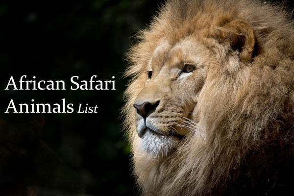 African-safari-animals-list
