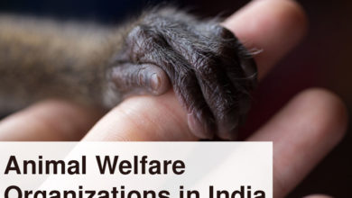 animal-welfare-organizations-in-India