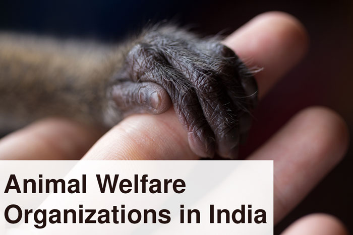 Animal Welfare Organizations in India | Earth Reminder