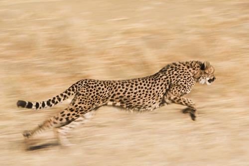 Cheetah running on the hunt
