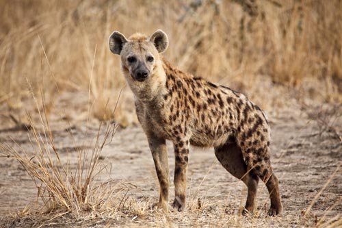Hyena-standing-in-the-wild