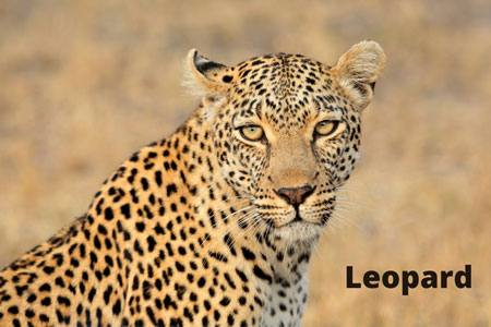 Leopard in the savanna