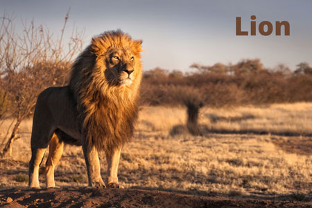 Lion standing proudly in the Africa wildlife