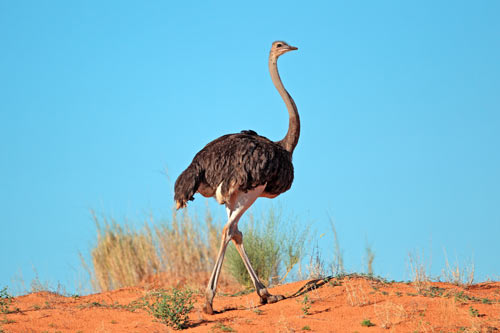Ostrich-in-the-wild-plain-area