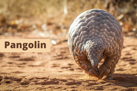 Pangolin-in-the-wild