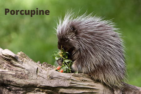 Porcupine-eating-leaves-on-a-tree-branch