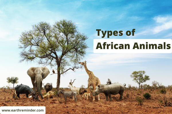 types-of-African-animals