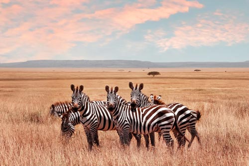 zebras standing in a group dazzle