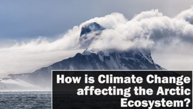 how-is-climate-change-affecting-the-arctic-ecosystem