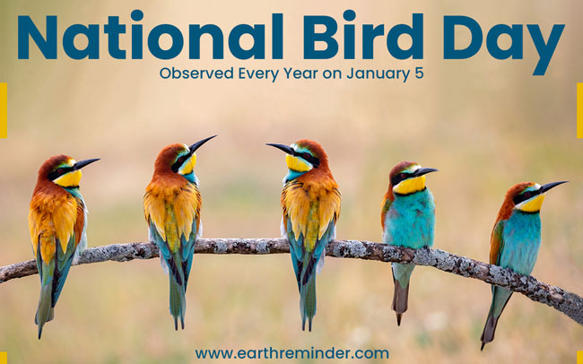 National Bird Day 2023: Importance & How to Celebrate? - Earth Reminder