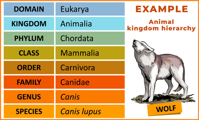 leader Fifth Beg Taxonomic Classification of Animals with Examples | Earth Reminder