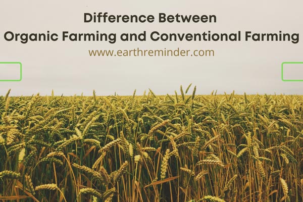 difference-between-organic-farming-and-conventional-farming