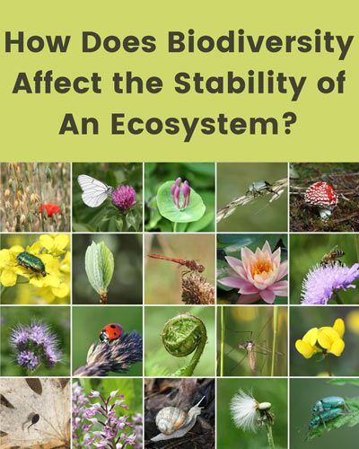 how-does-biodiversity-affect-ecosystem-stability