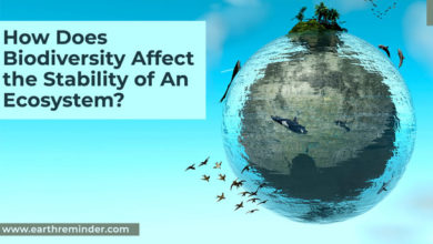 how-does-biodiversity-affect-the-stability-of-an-ecosystem