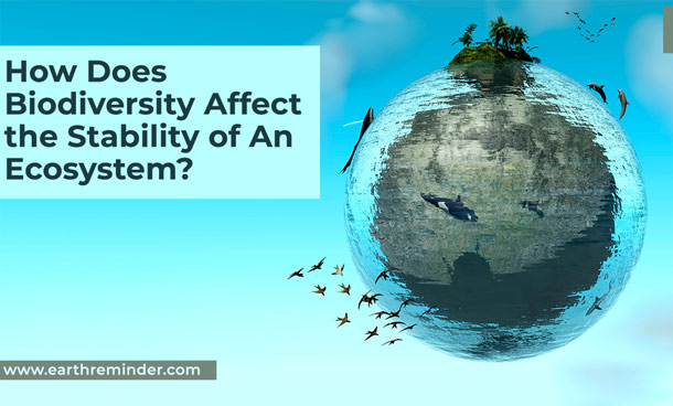 how-does-biodiversity-affect-the-stability-of-an-ecosystem