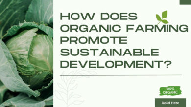how-organic-farming-promotes-sustainable-development
