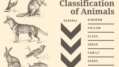 taxonomic-classification-of-animals