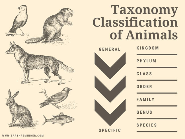 taxonomic-classification-of-animals