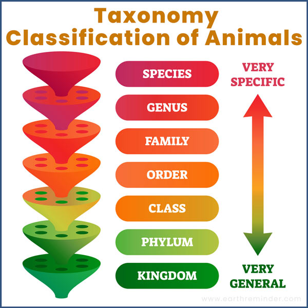 classification examples science