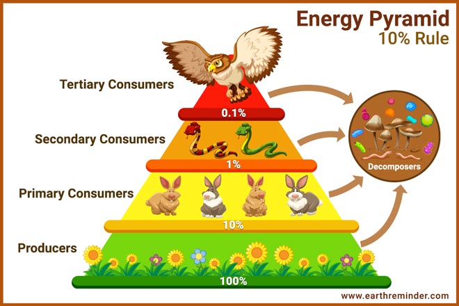 10-percent-rule-energy-pyramid